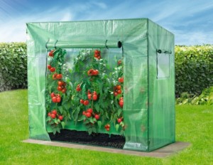 tomatengewächshaus