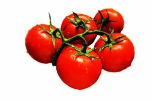 Tomaten gießen 